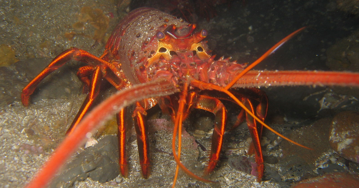 Lobsters don't die from old age — they die from exhaustion - Big Think