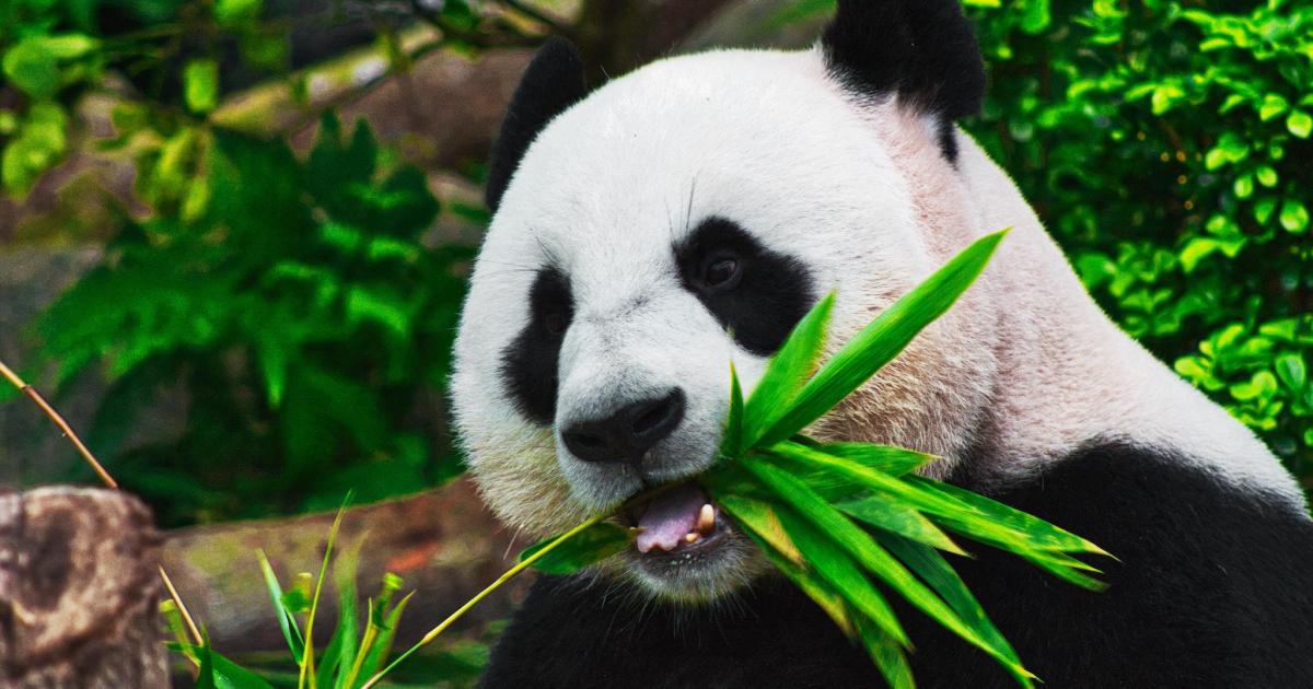 Hard to bear: pandas poorly adapted for digesting bamboo, scientists find, Science