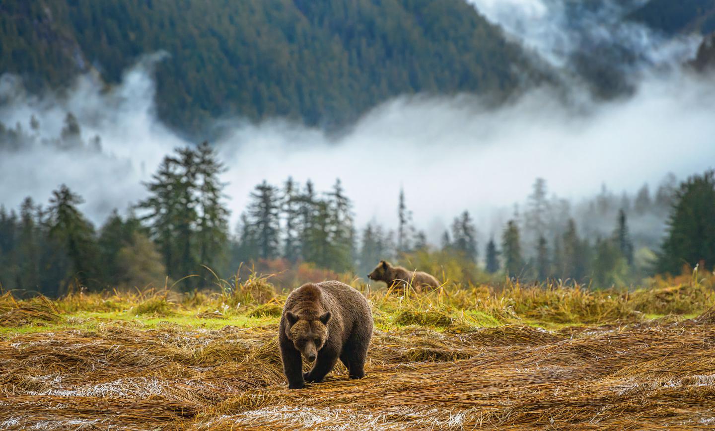 A strange link between grizzly bear DNA and human language - Big Think