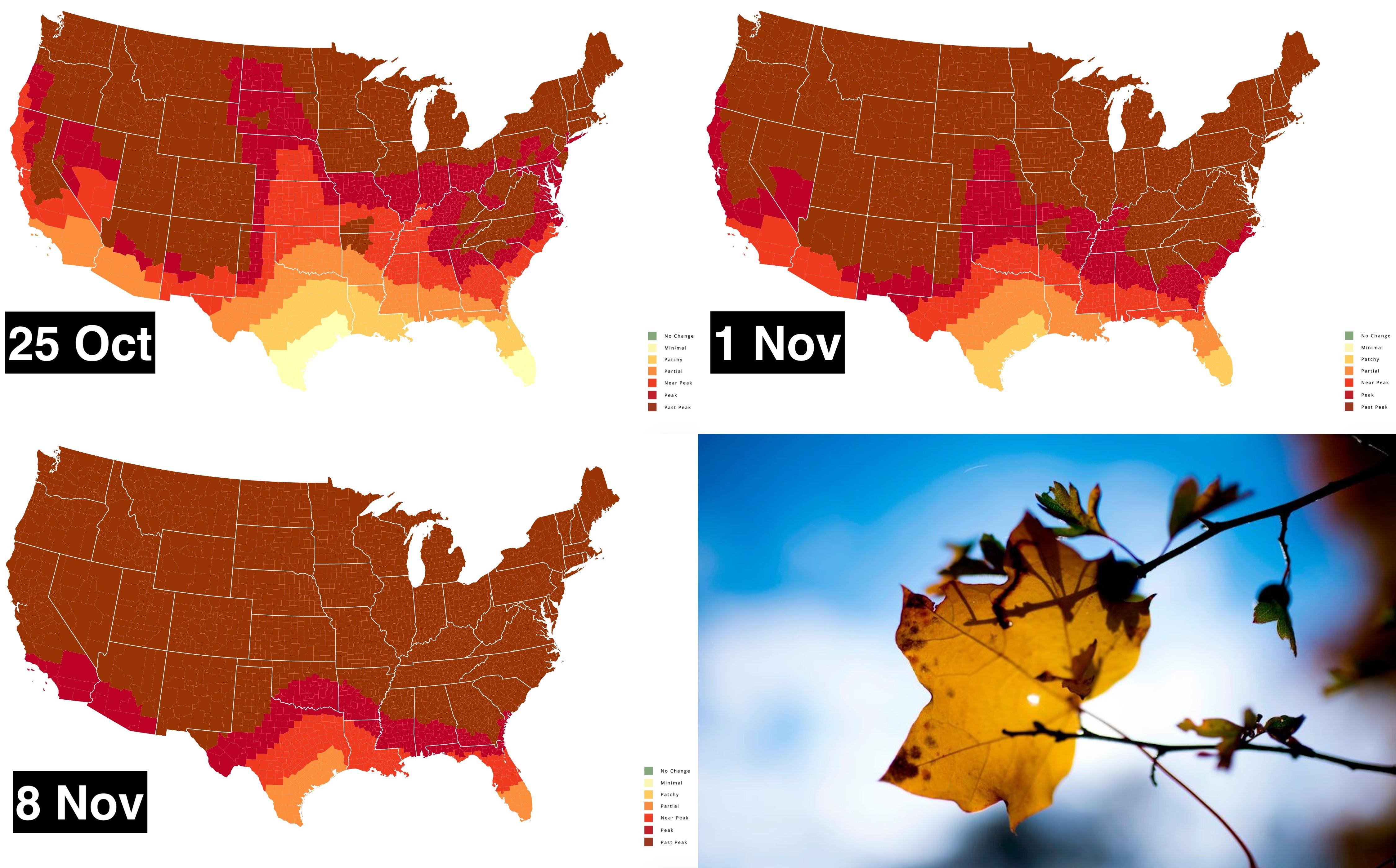 Peak foliage map where and when are leaves changing color? Big Think