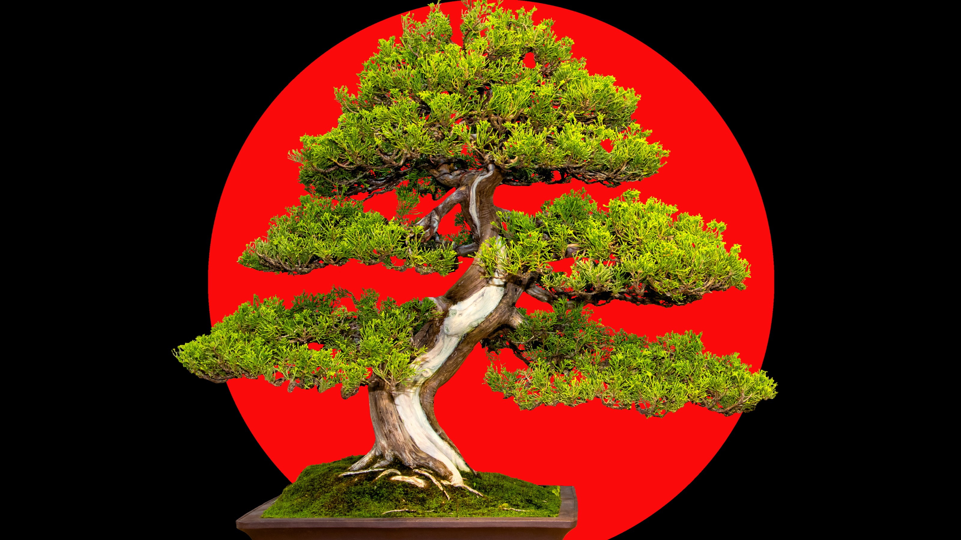 The secret philosophy of cultivating a bonsai tree Big Think