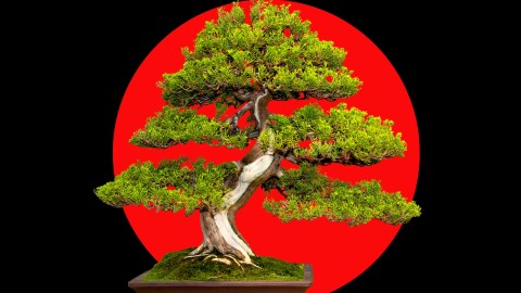 Para ter sucesso no cultivo de bonsai,