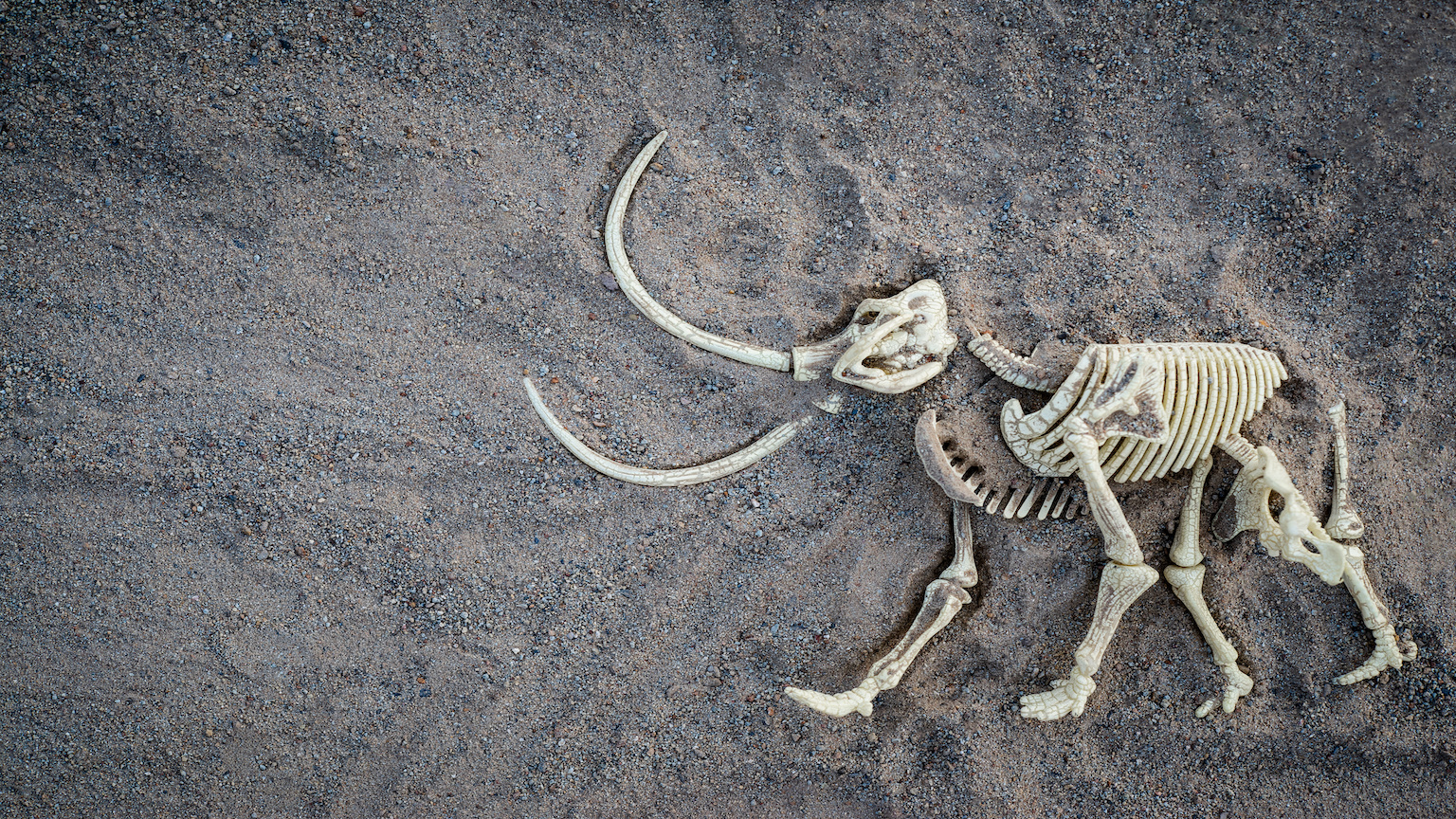Woolly mammoth