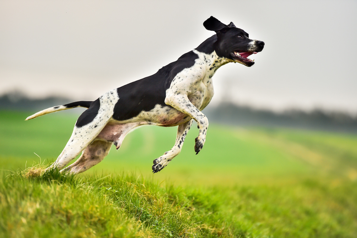 Hunting dogs bark differently depending on the animals they see - Big Think