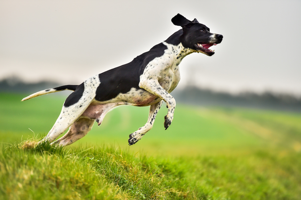dog bark meaning