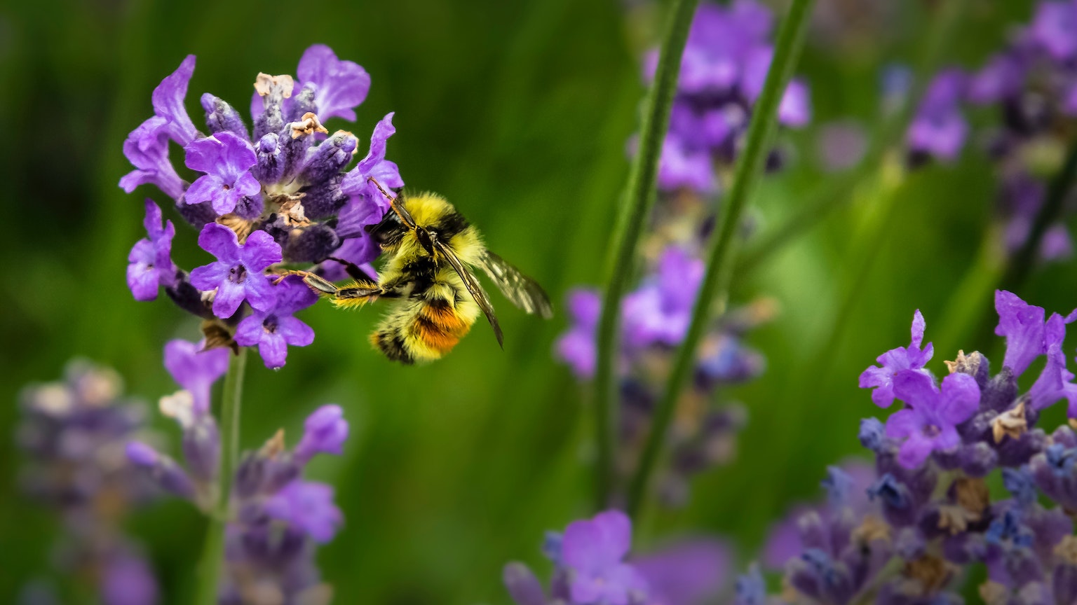 swarm intelligence