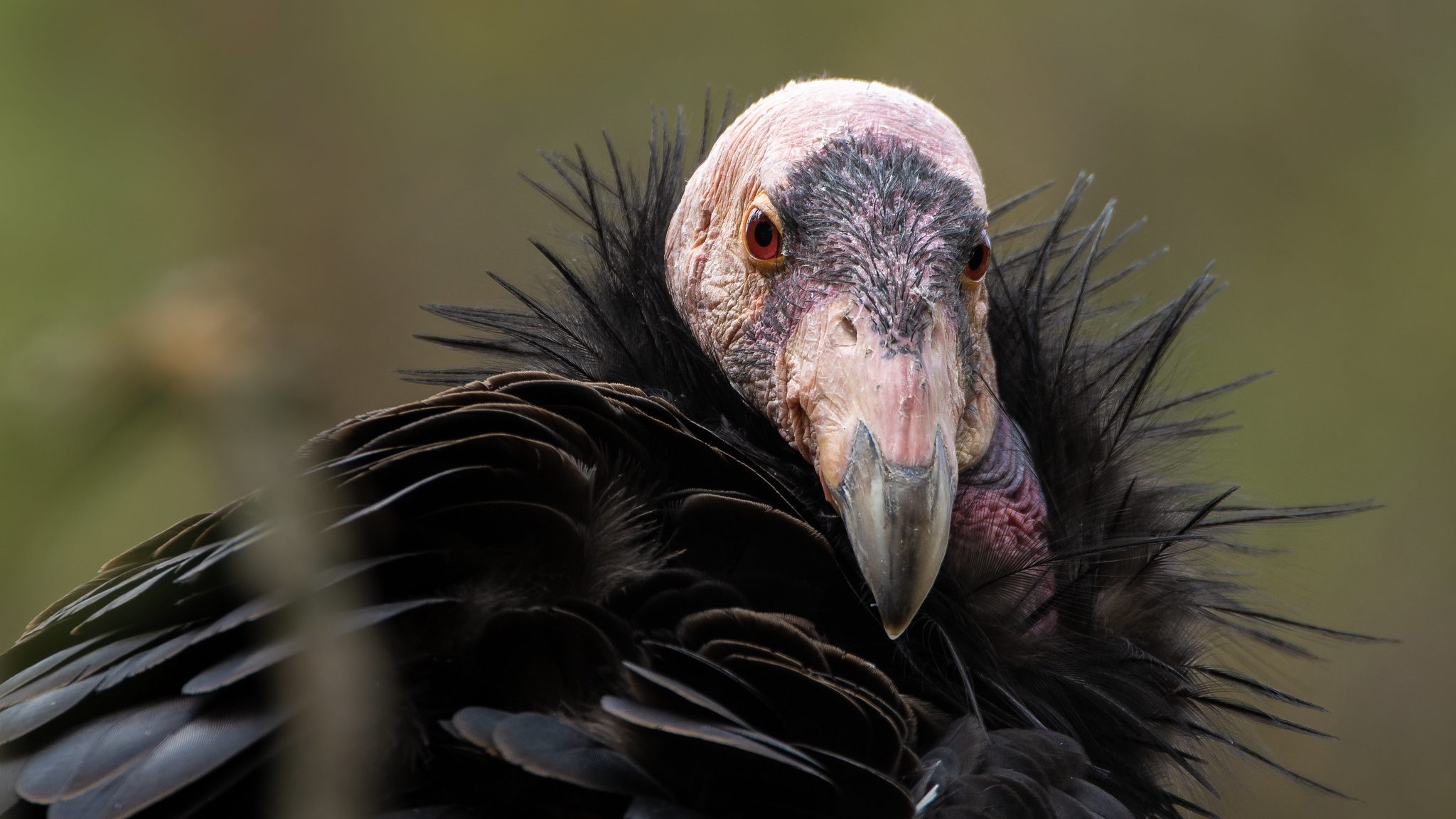 California condor does not need male to reproduce