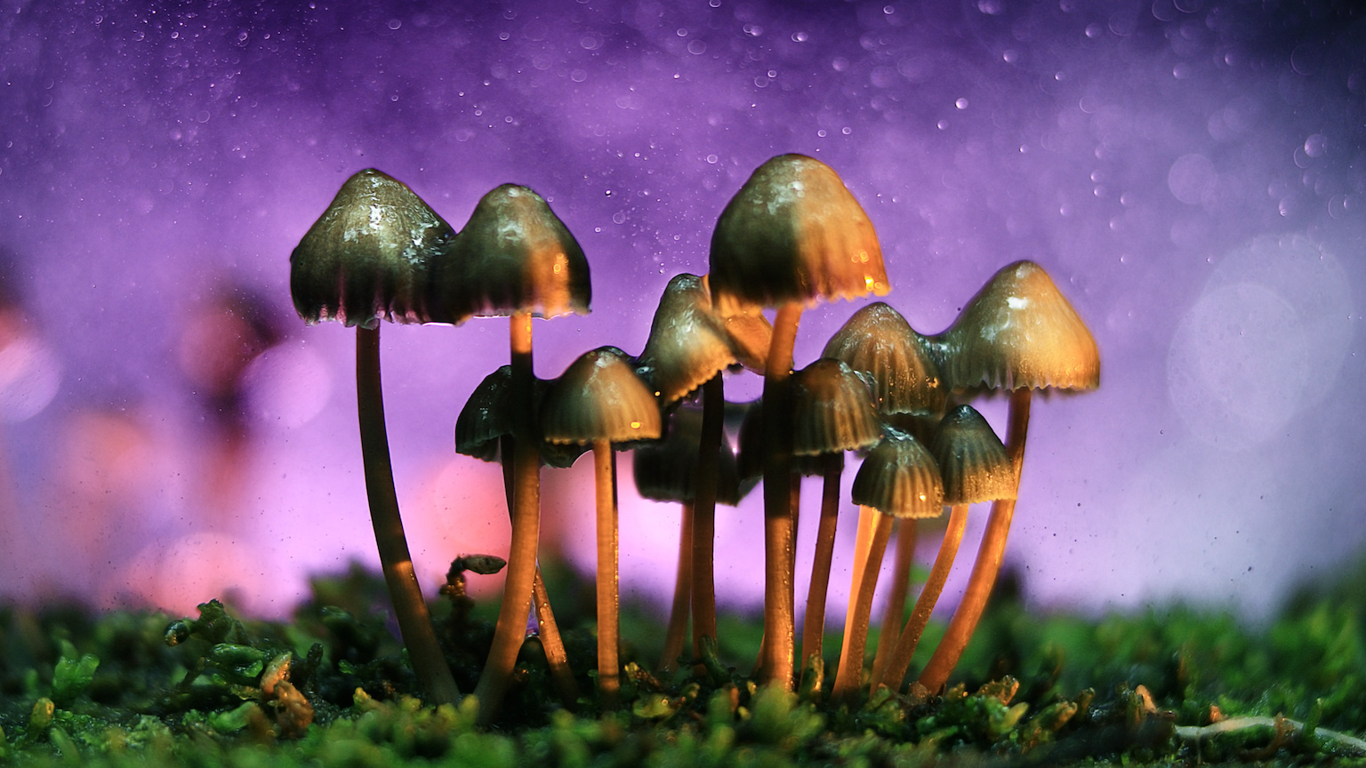 trippy mushroom facebook covers