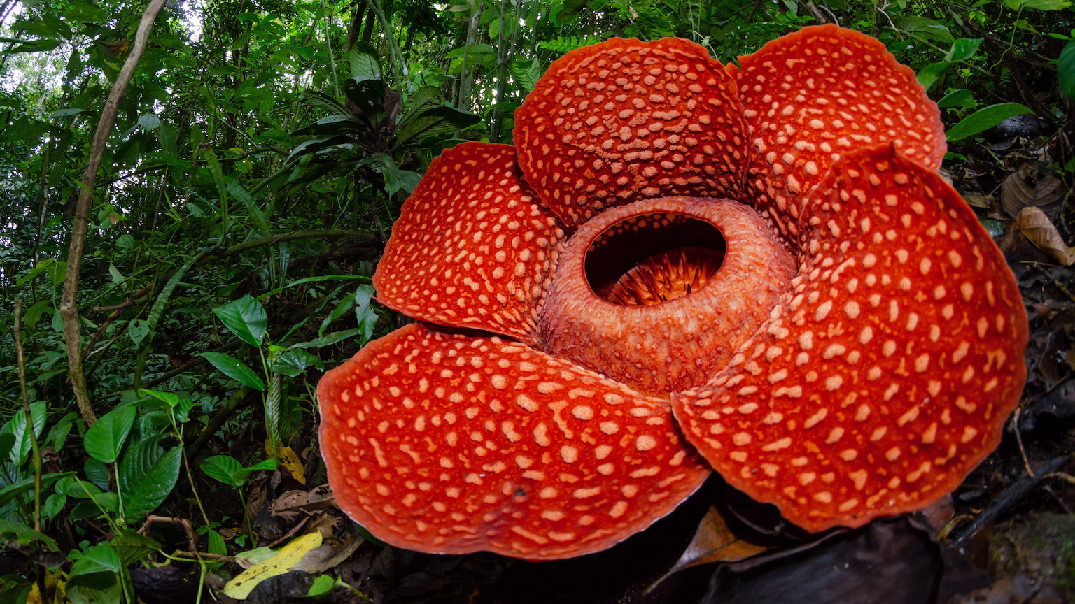 parasitic plants