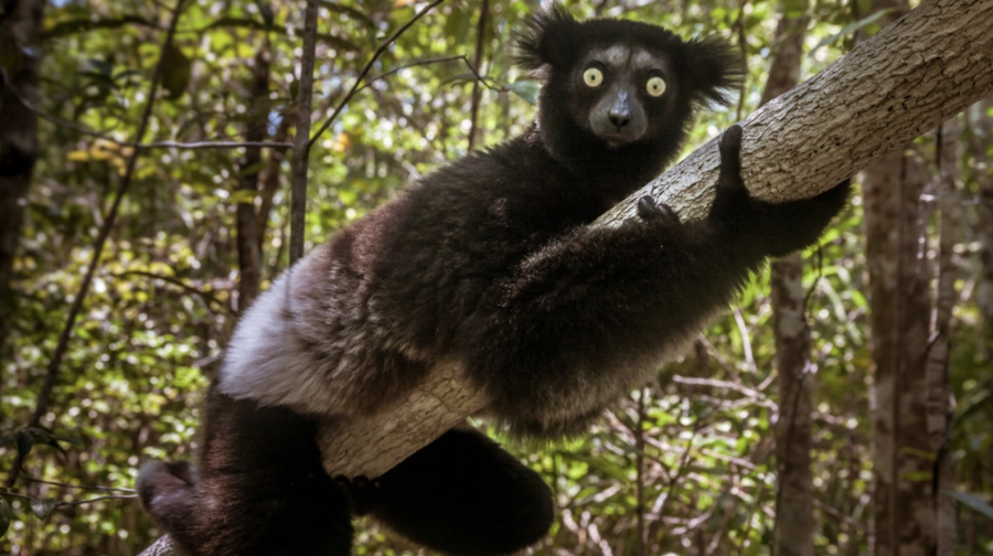 This singing lemur is the first known nonhuman mammal with 