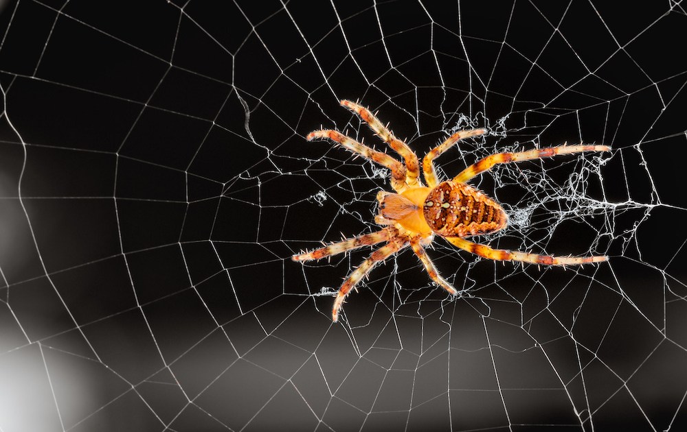 Spiders' web-making secrets unraveled