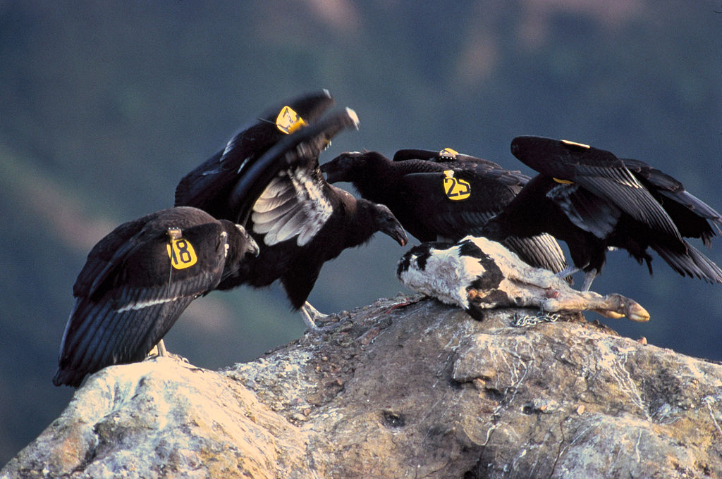 California condor: how conservationists saved the giant bird from extinction
