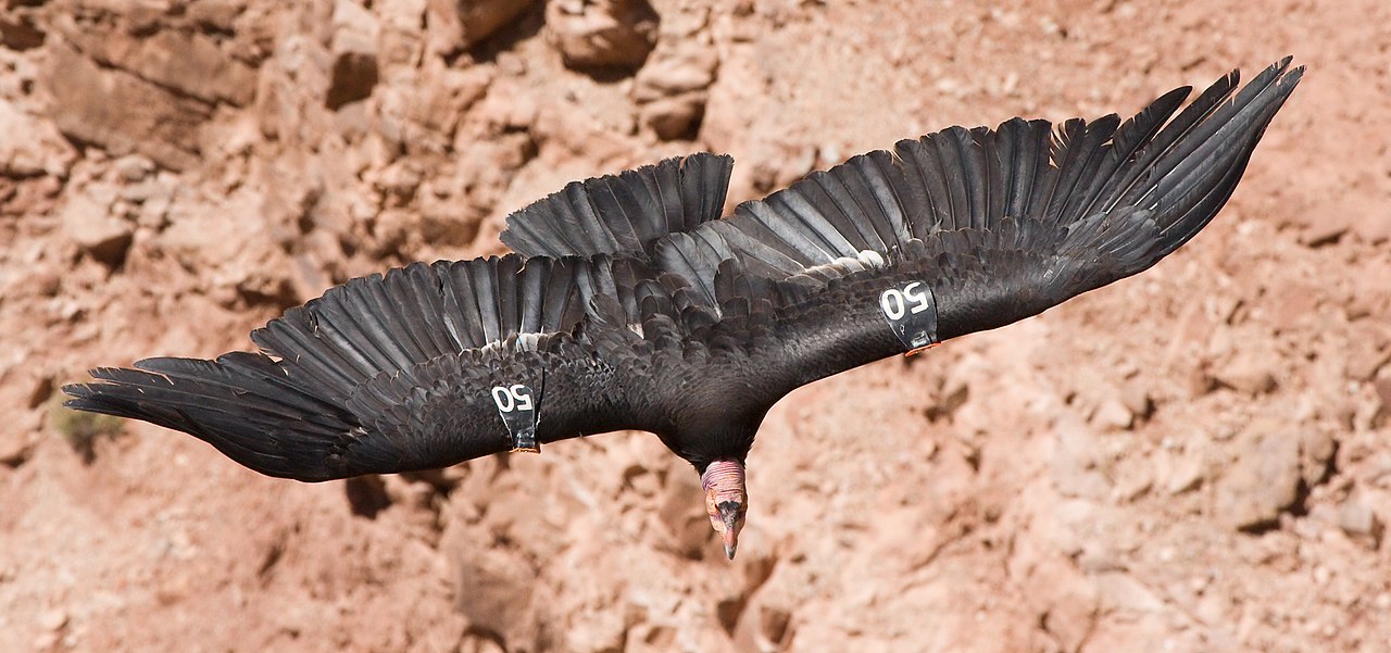 The California Condor postcard a California Endangered Animal success story 