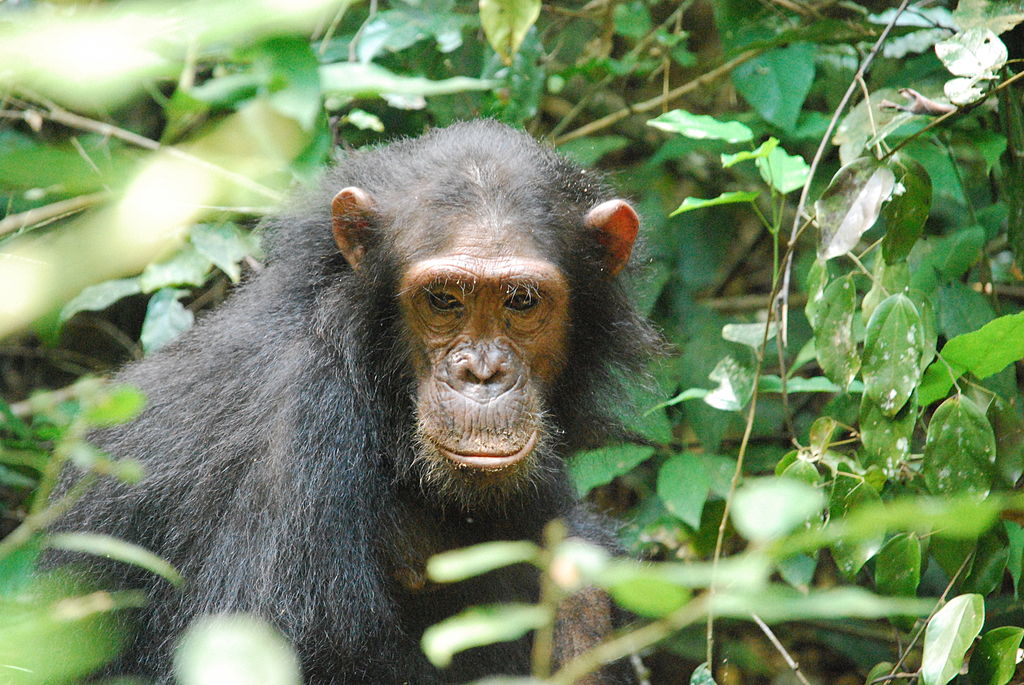 Gombe Stream National Park