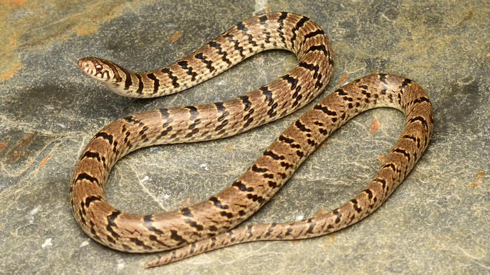 New Himalayan snake species identified thanks to Instagram - Big Think