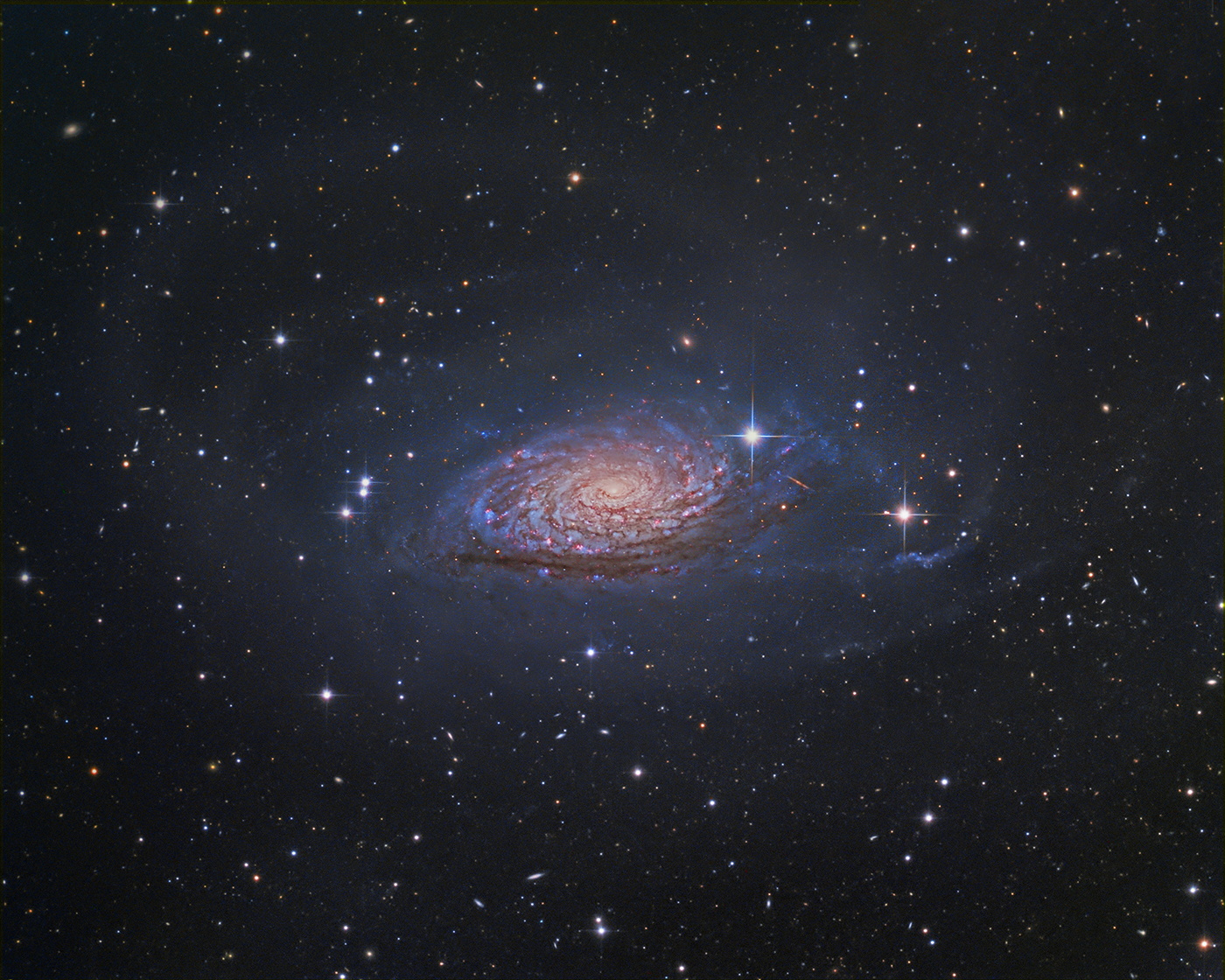 Kraken messier 63 sunflower