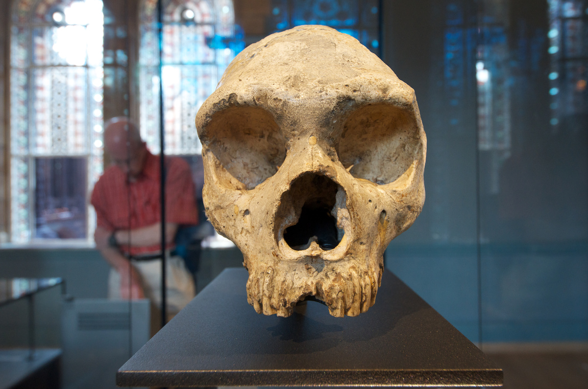 neanderthal dna