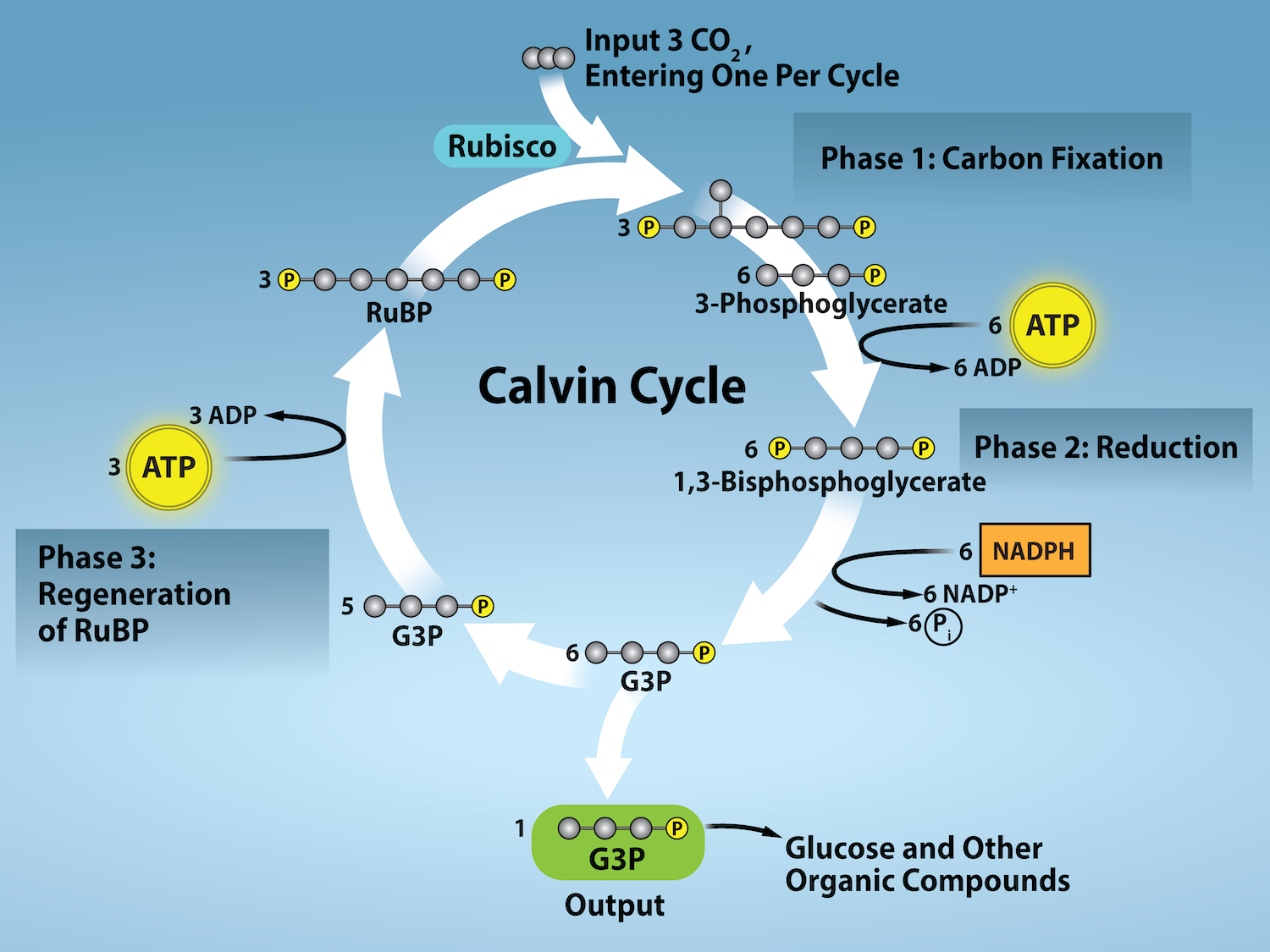 Biology s Most Important Equation carbon Dioxide Water Glucose 