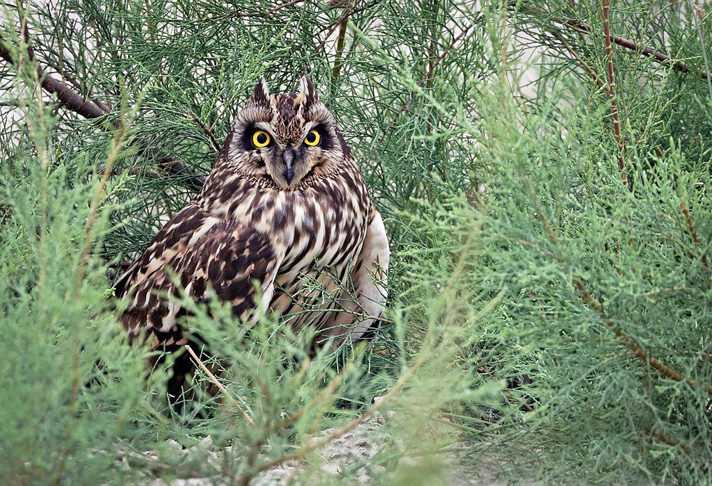 owl intelligent animal