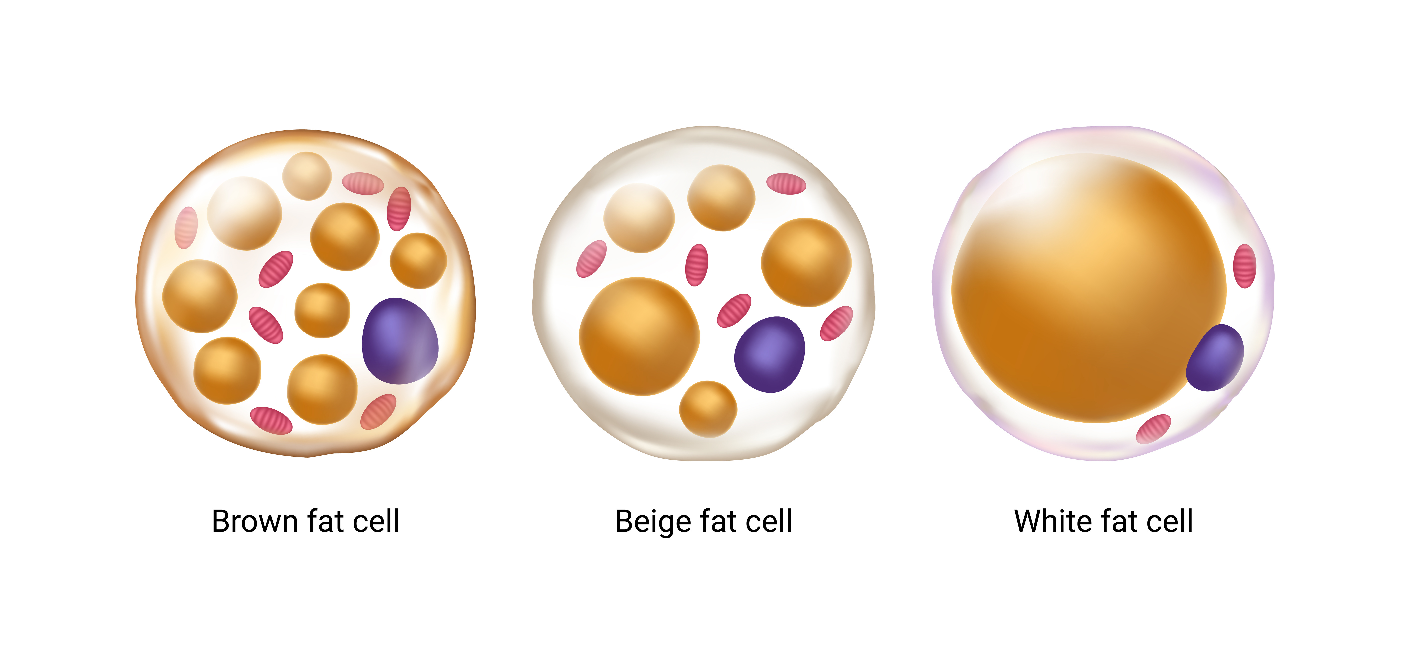 New Research Finds That With Obesity, the Problem Isn't an Excess of Fat  but Its Loss of Function