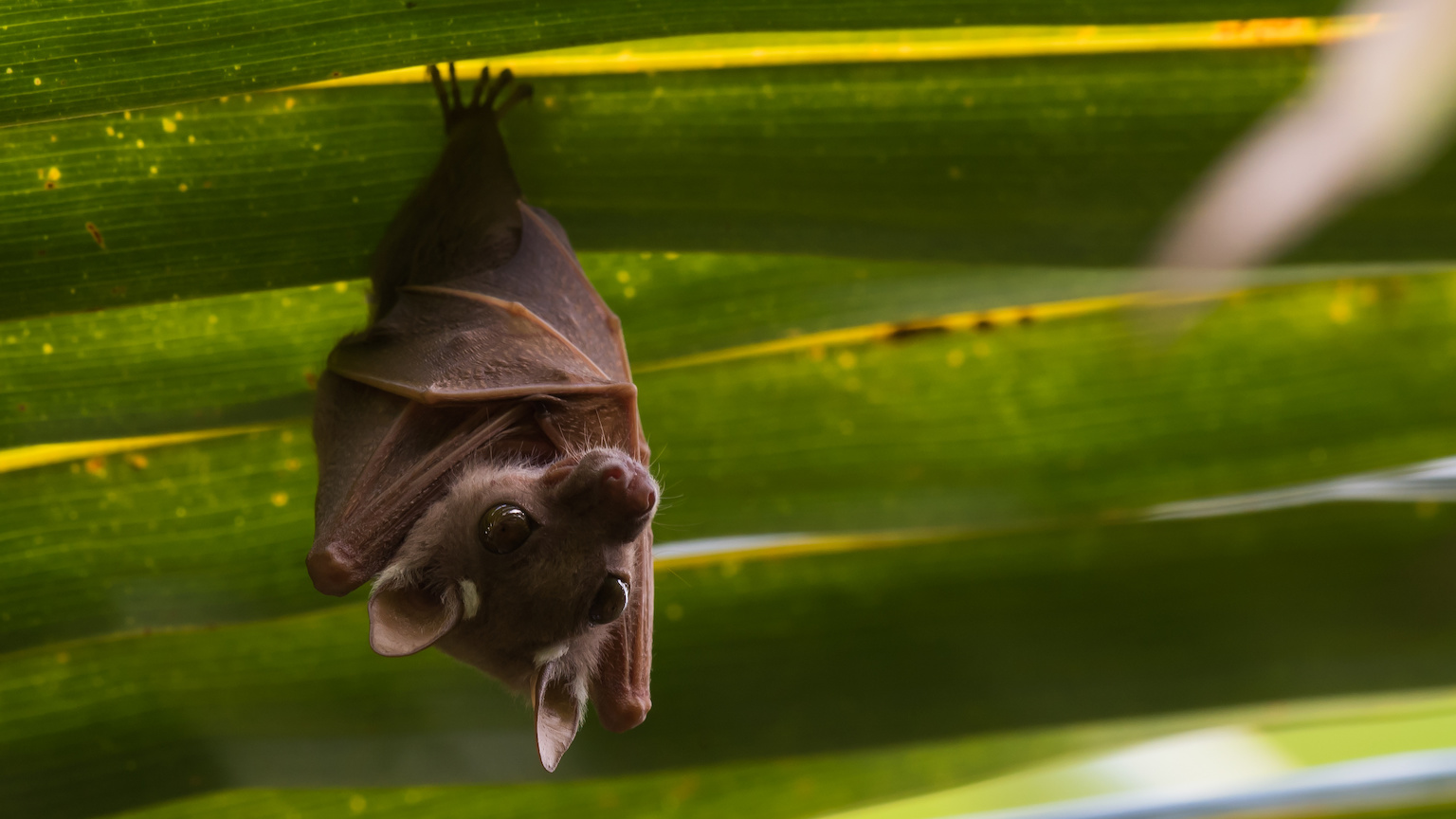 Researchers See 'Future of an Entire Species' in Ultrasound Technique - The  New York Times