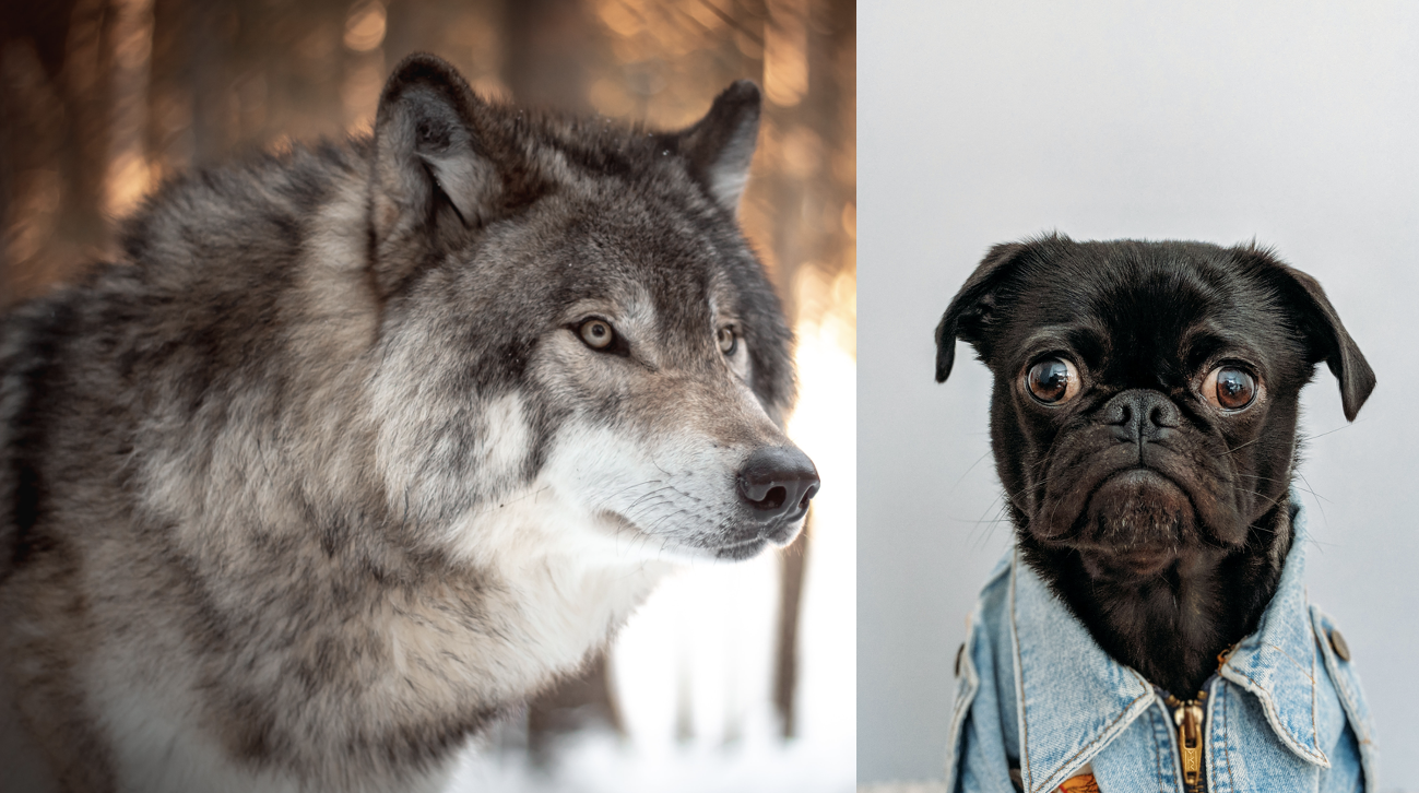 which dog is closest to wolves