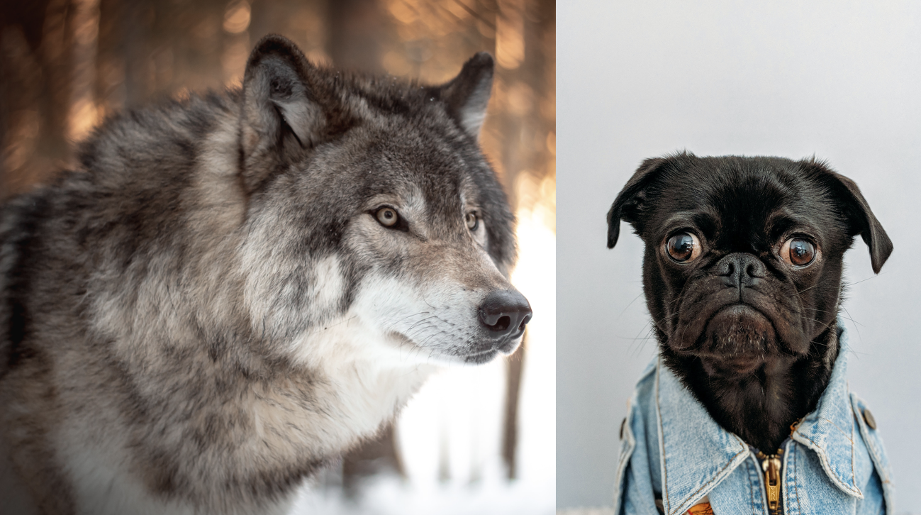 are wolves smarter than dogs