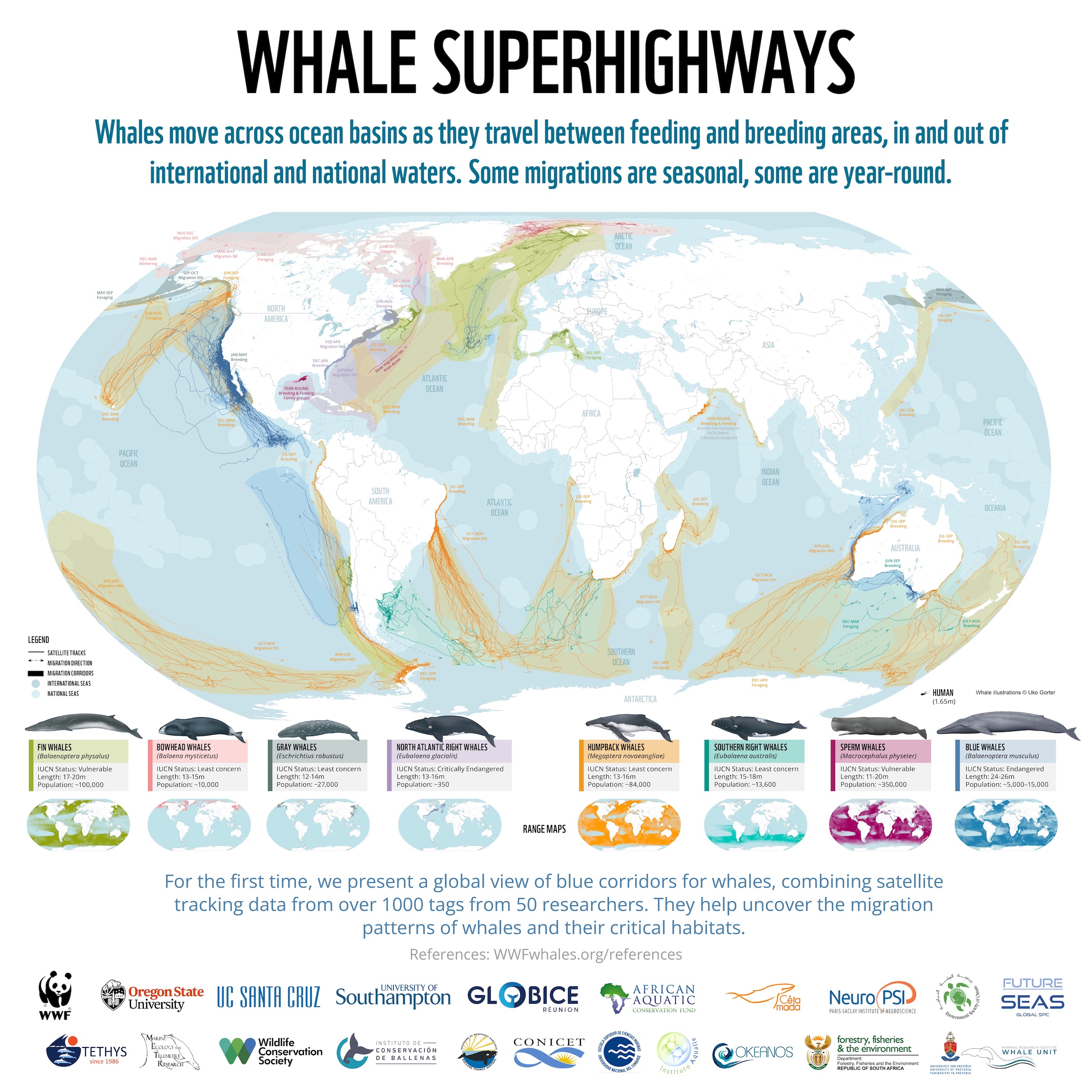 Whale Migration Map Atlantic Ocean 