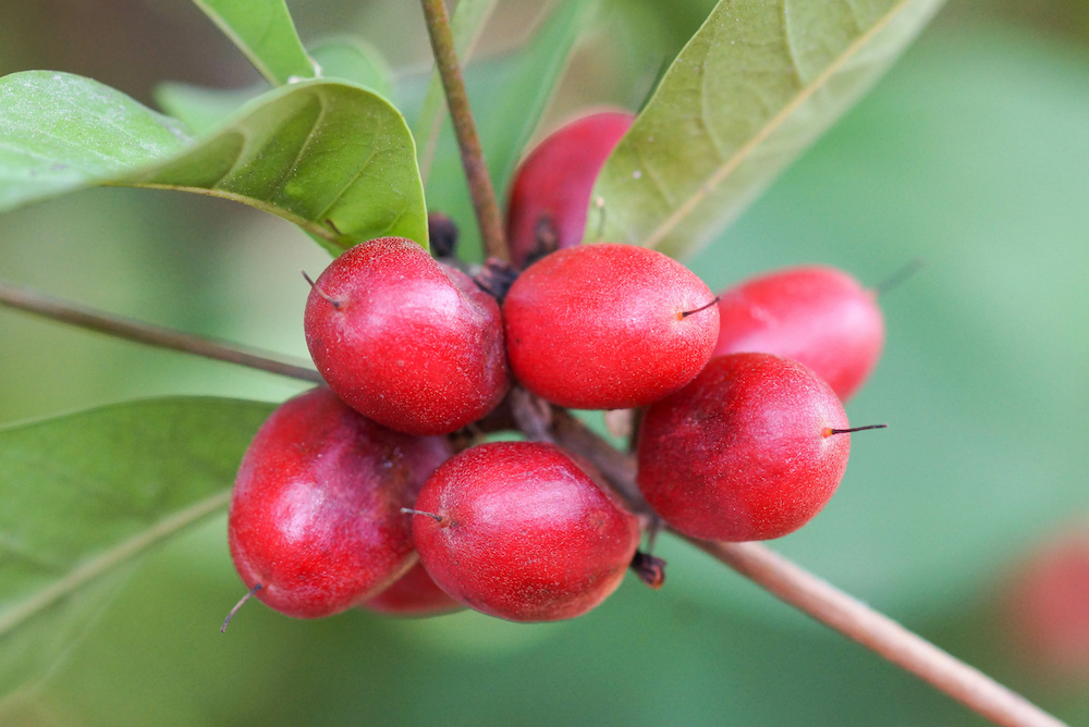 Le fruit miracle, le fruit du futur ?