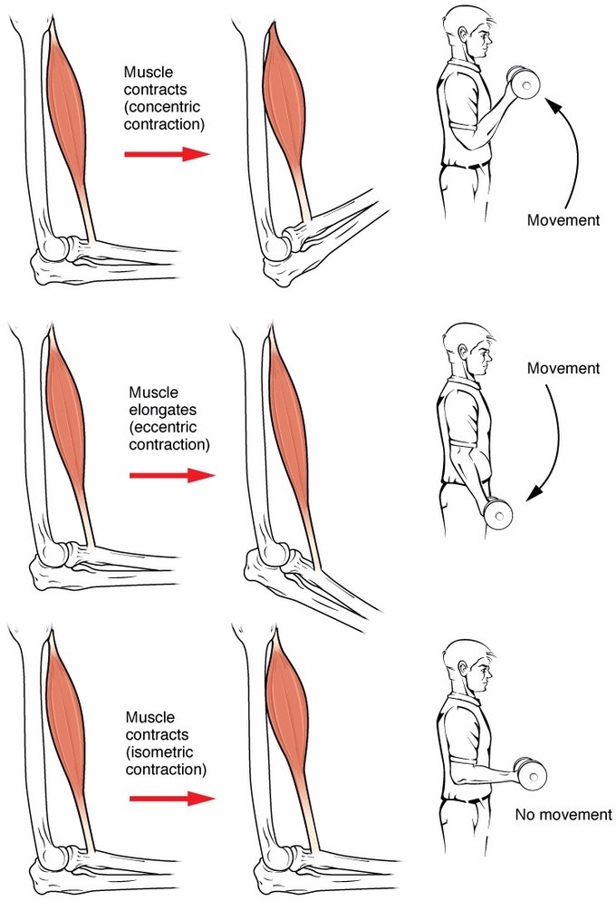 Three seconds of eccentric weight lifting boosts strength Big Think