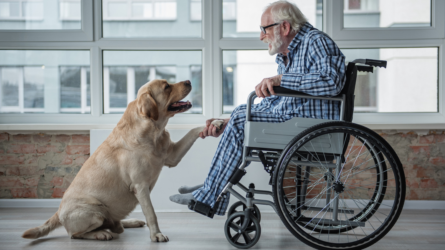therapy dog