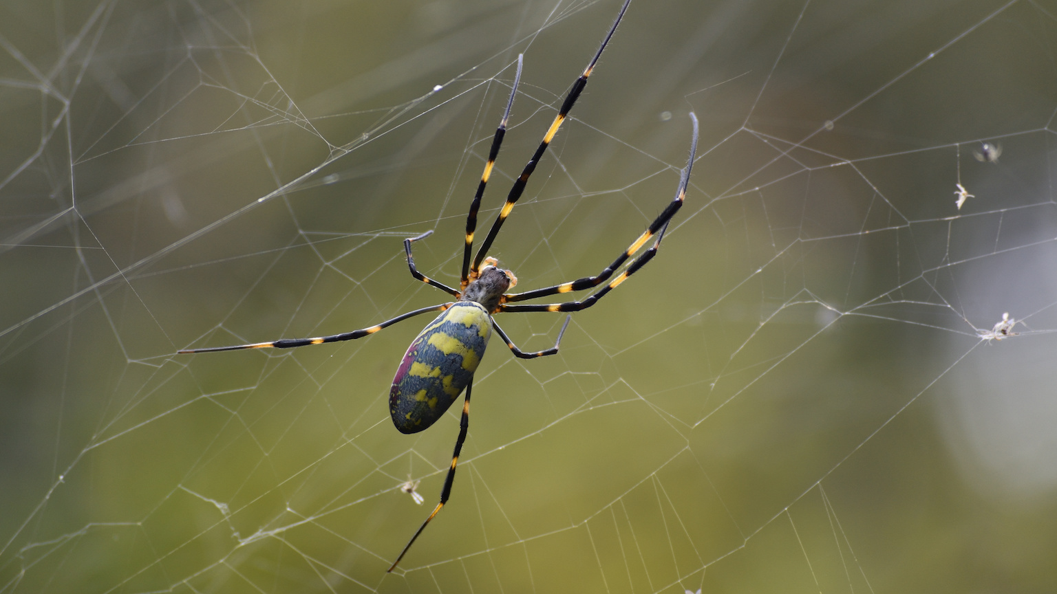 Joro spiders are an invasive species known for parachuting through