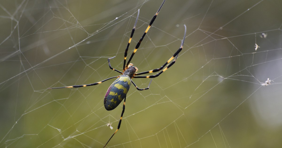 Joro spiders are spreading fast to new US states: Study