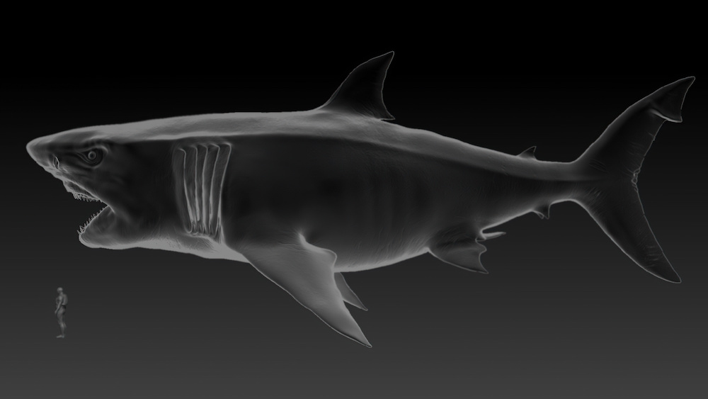 megalodon size comparison to great white