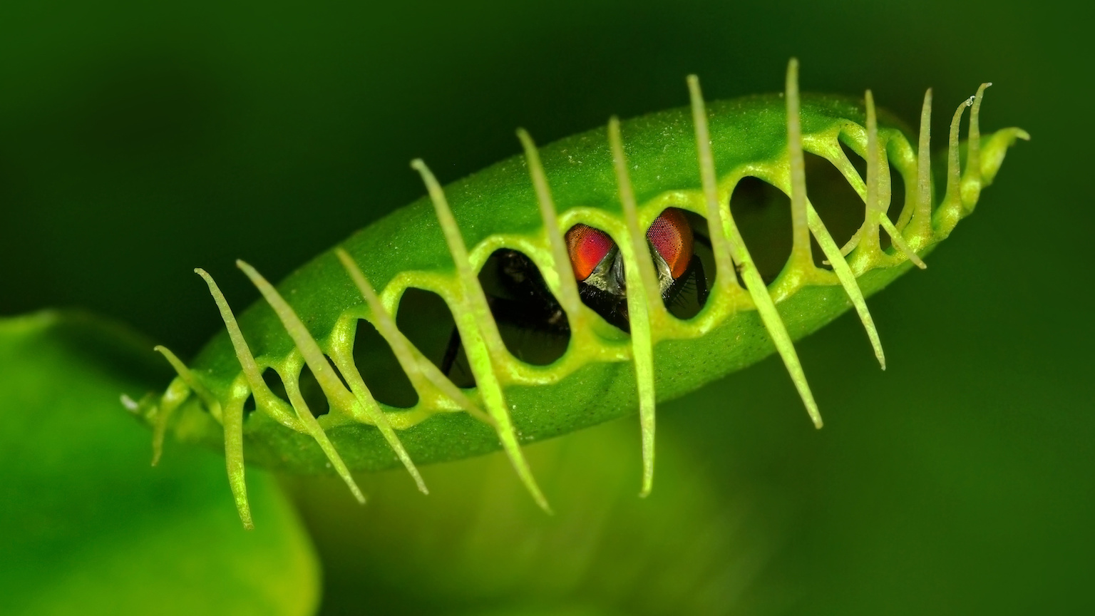 giant venus fly traps