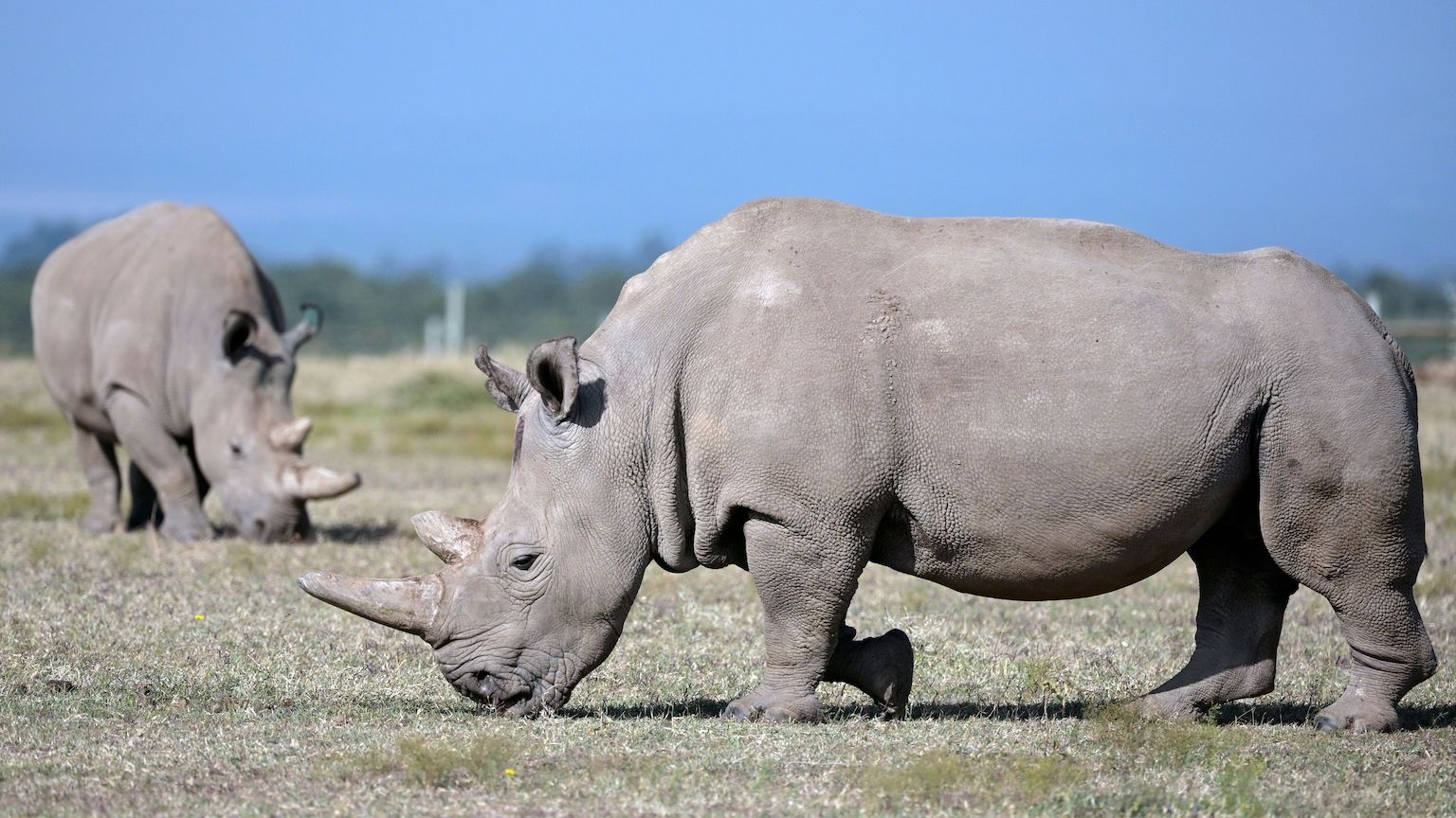 Resurrecing the northern white rhino in four steps - Big Think