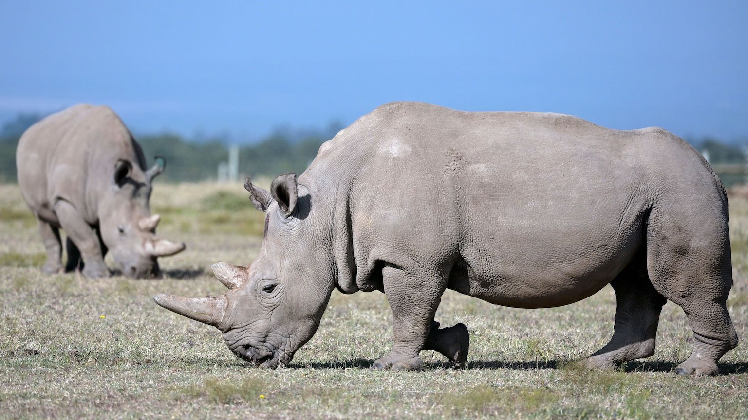 Resurrecing the northern white rhino in four steps Big Think