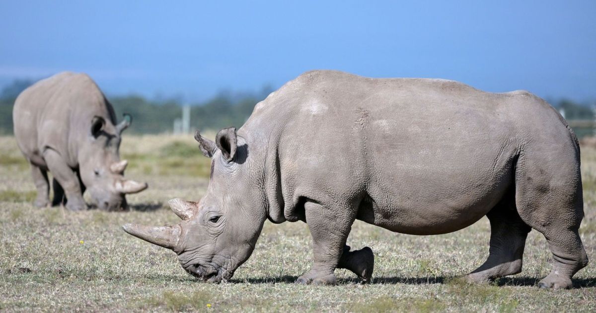 Rhino rescue under way, Science