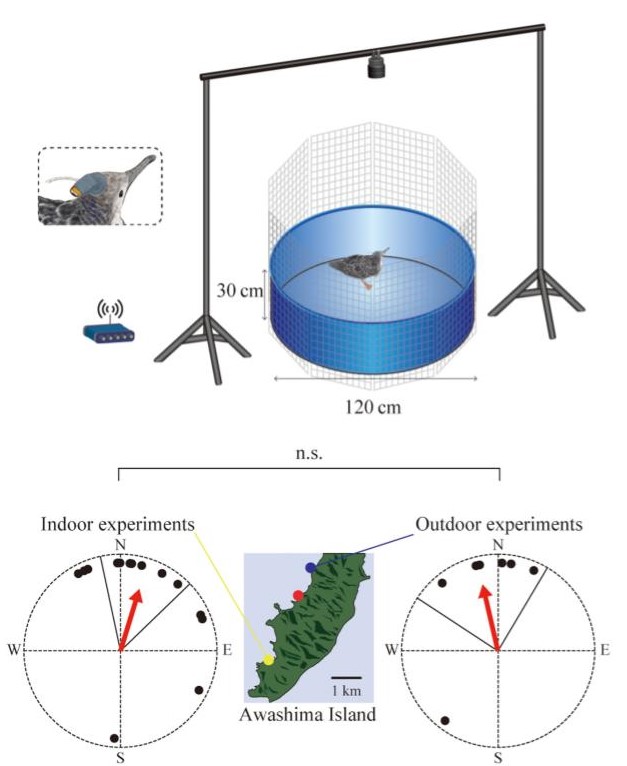 How do birds navigate? When they face north, their brains do something ...