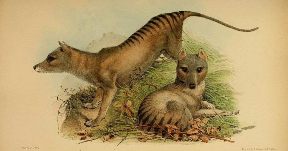 Research challenges perception that dingoes are virtually extinct