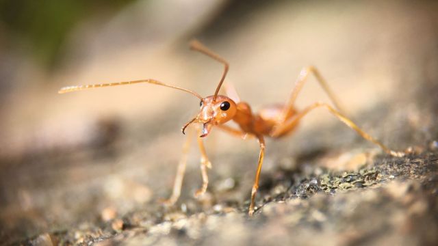 Close up of an ant on the ground.