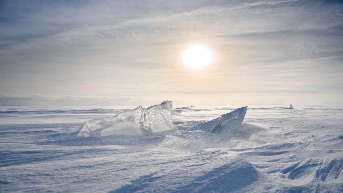 Polar bears could be extinct by 2100, says heartbreaking new study