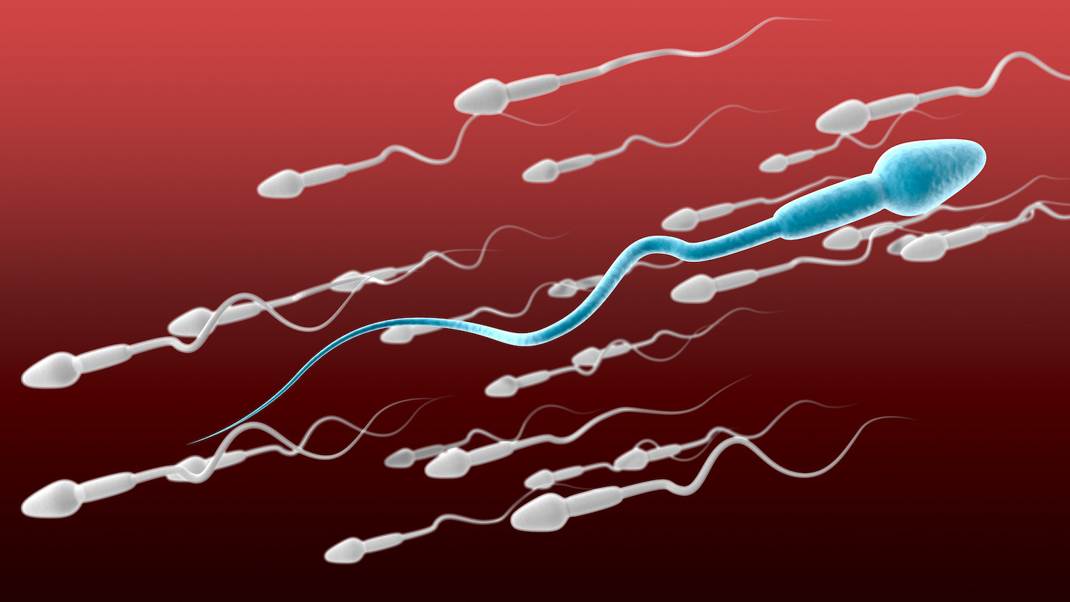 sperm infertility