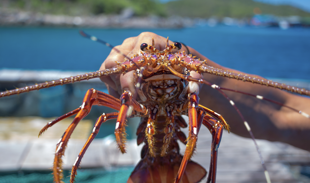 are lobster shells bad for dogs