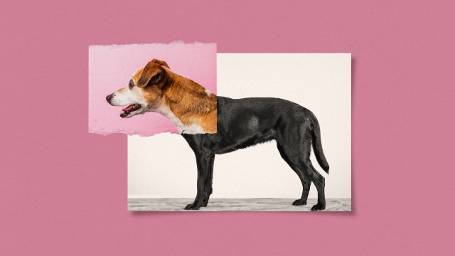 a photo of a [dog breed] on a pink background.