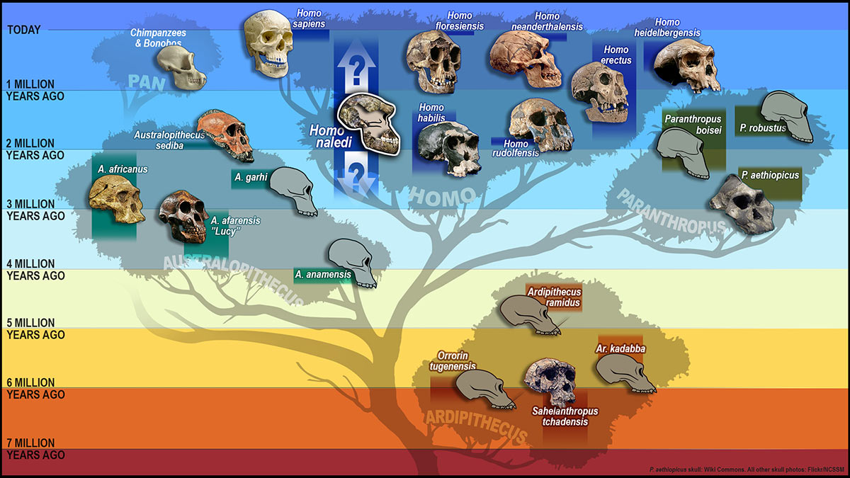 human evolutionary timeline