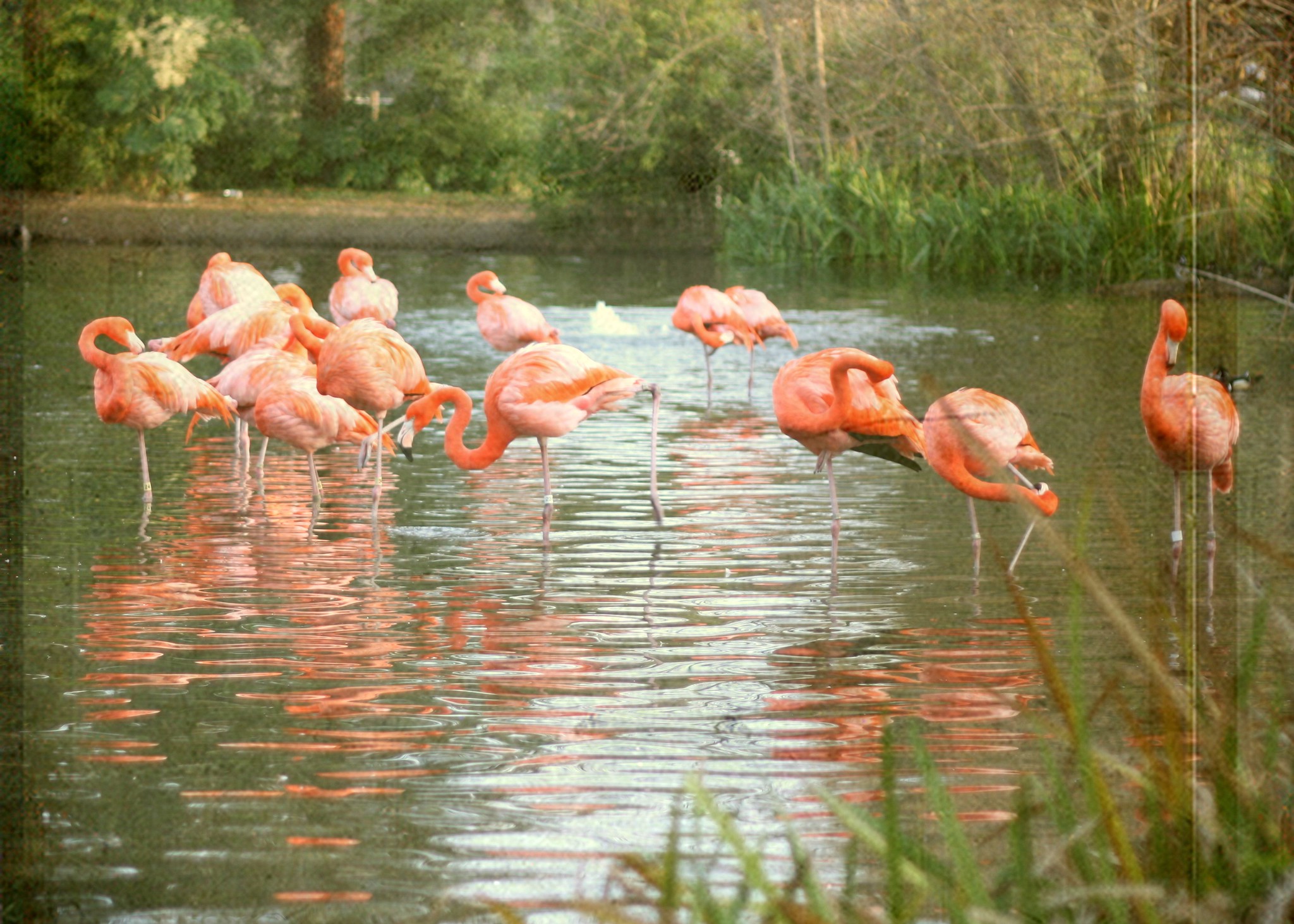 How Do Flamingos Stay Stable On One Leg?, Smart News