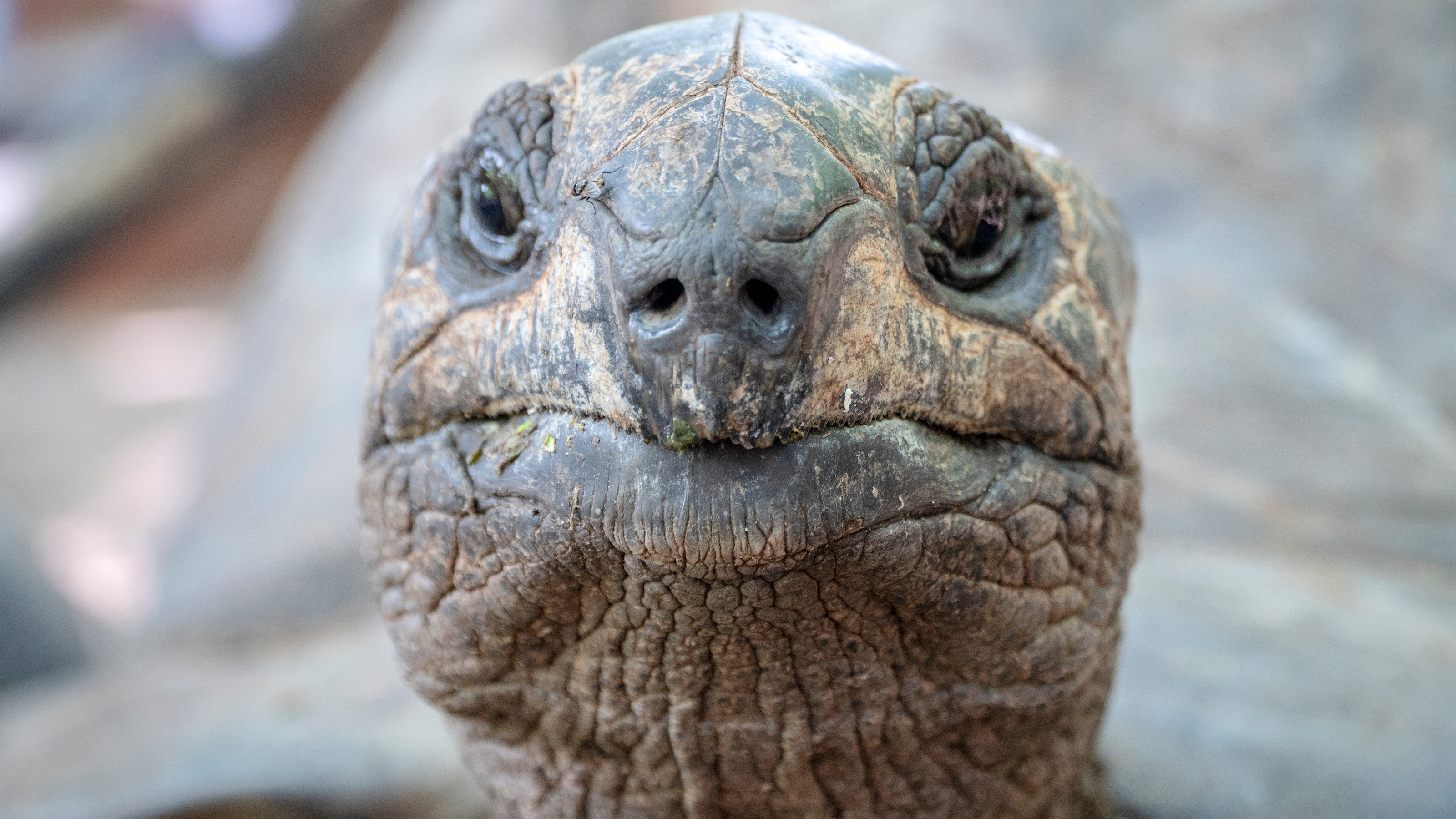 Why do tortoises live so long? It's the shell - Big Think