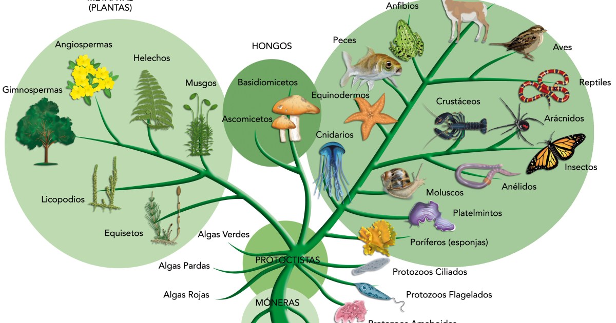 Evolutionary trees based on anatomy may be wrong - Big Think