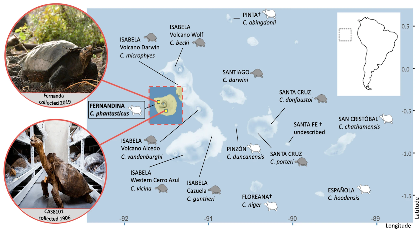 A Galápagos tortoise returns from the dead - Big Think